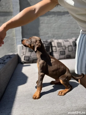 Pui de Doberman - imagine 4