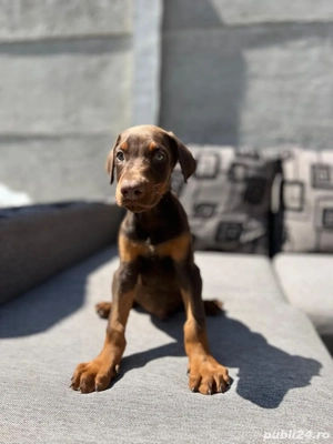 Pui de Doberman