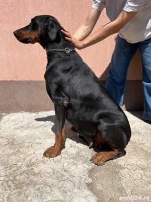 Vand femela si mascul doberman
