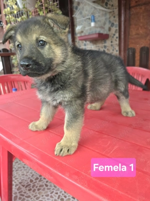 Ciobanesc german linie de lucru 