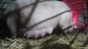 scroafe landrace gestante - imagine 2 scroafe landrace gestante - imagine 2