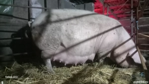 scroafe landrace gestante - imagine 4 scroafe landrace gestante - imagine 4