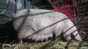 scroafe landrace gestante - imagine 3 scroafe landrace gestante - imagine 3