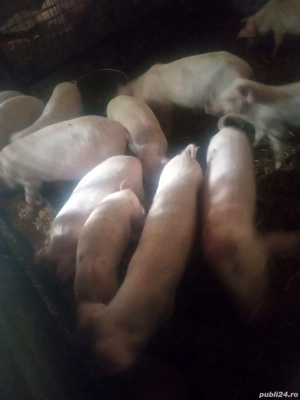 Purcei de vînzare - imagine 2