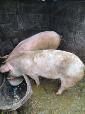 Vând porci 