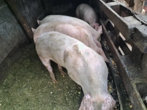 Vând porci  - imagine 4