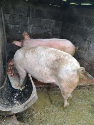 Vând porci  - imagine 3