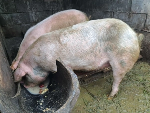 Vând porci  - imagine 5