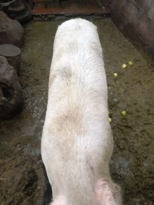 Vând porci  - imagine 2