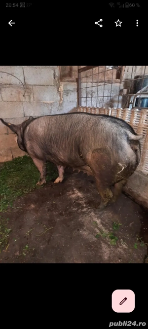 disponibilă pentru Crăciun