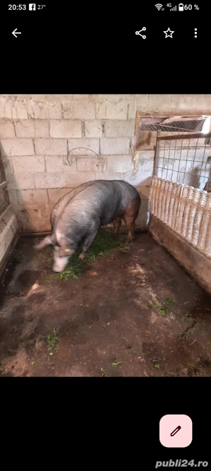 disponibilă pentru Crăciun  - imagine 3