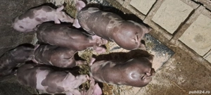 De vanzare! Rasa pietrain! - imagine 3