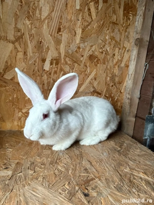 carne de iepure  - imagine 5