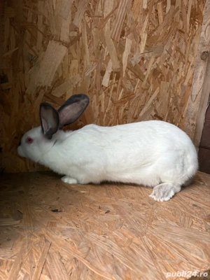 carne de iepure  - imagine 2