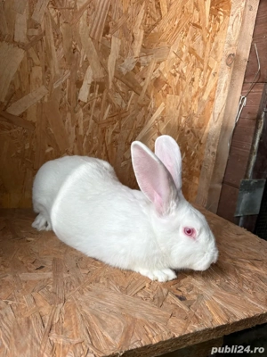 carne de iepure  - imagine 4