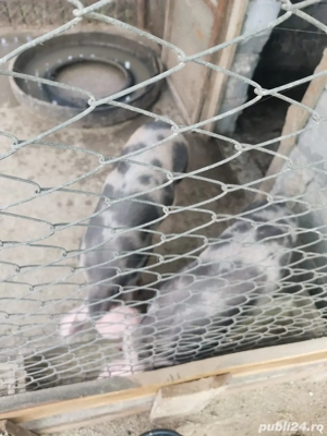 Scrofițe de reproducere Pietrean-Duroc   25 lei kg - imagine 3