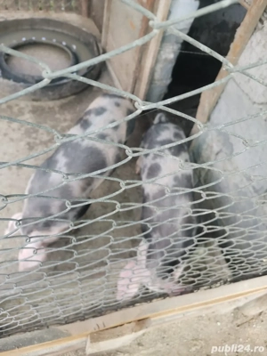 Scrofițe de reproducere Pietrean-Duroc   25 lei kg - imagine 2