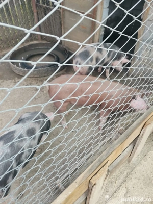 Scrofițe de reproducere Pietrean-Duroc   25 lei kg - imagine 4