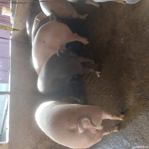 vand porci grasi 120-200 kg, pret 13 lei kg - imagine 3