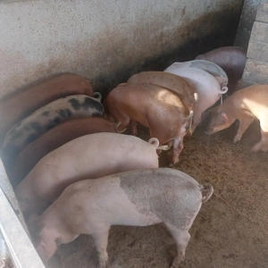 vand grasuni  - imagine 2