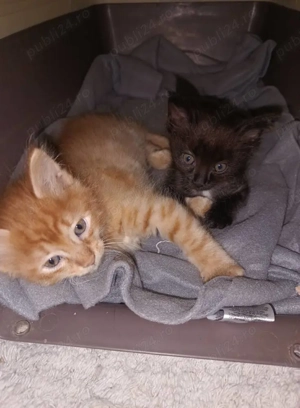 doi motanei si o pisica tortie foarte blanda