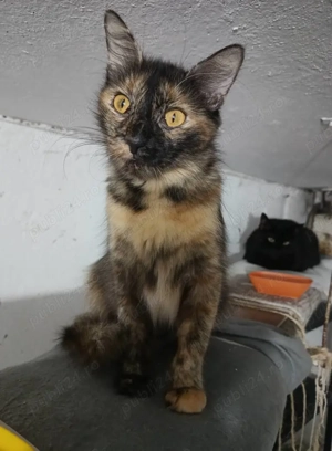 un motanel si o pisica tortie foarte blanda - imagine 2