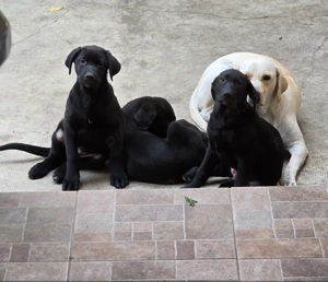  Căţei Labrador adorabili, 3 luni   ofer spre adopţie responsabilă! 