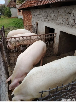 Porci de vanzare