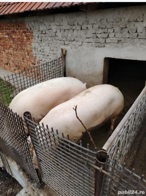 Porci de vanzare - imagine 2 Porci de vanzare - imagine 2