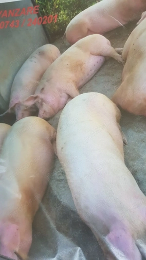 Porci mari de vânzare