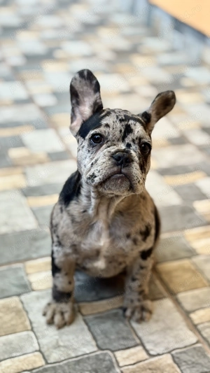 Bulldog Francez Black Coco Merle