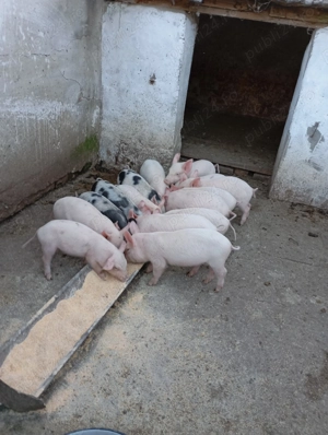 De vânzare purcei  - imagine 2 De vânzare purcei  - imagine 2