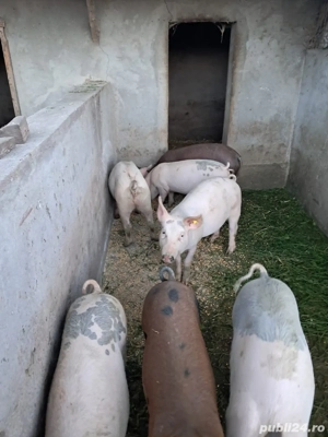 porci de vanzare 