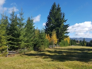 5077 mp teren  Sarisoru Mare   Saru Dornei  - imagine 5