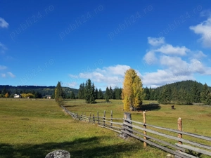 5077 mp teren  Sarisoru Mare   Saru Dornei  - imagine 7