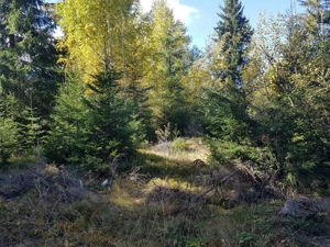 5077 mp teren  Sarisoru Mare   Saru Dornei  - imagine 9