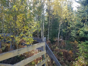 5077 mp teren  Sarisoru Mare   Saru Dornei  - imagine 8