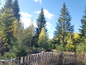 5077 mp teren  Sarisoru Mare   Saru Dornei  - imagine 10