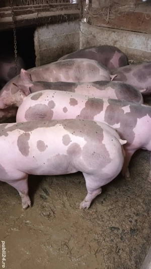 Vând rezerv porci grasi.