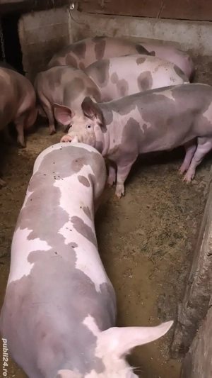 Vând rezerv porci grasi. - imagine 2