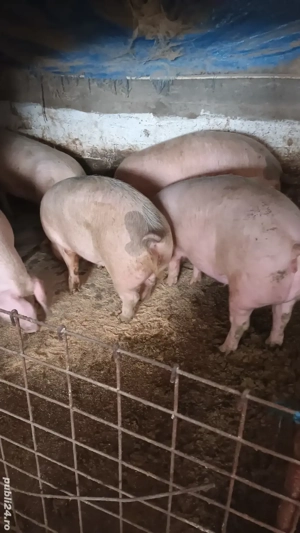Vând rezerv porci grasi. - imagine 3