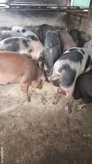 Porci grasi disponibili