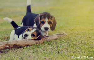 Pui beagle tricolor 