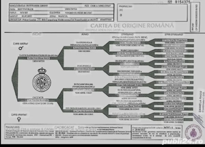 Pui beagle tricolor  - imagine 3 Pui beagle tricolor  - imagine 3