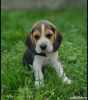 Pui beagle tricolor  - imagine 2 Pui beagle tricolor  - imagine 2