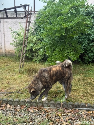 Donez Akita Inu - imagine 2