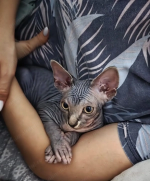 De vanzare pui de pisica Sphinx Negociabil