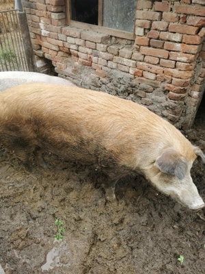 Vând porc duroc, rasă de carne 