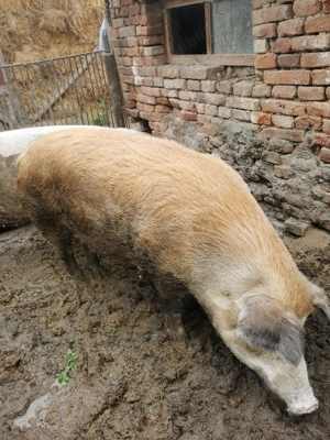Vând porc duroc, rasă de carne  - imagine 2