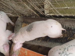 Vând purcei și șoldănei  - imagine 3